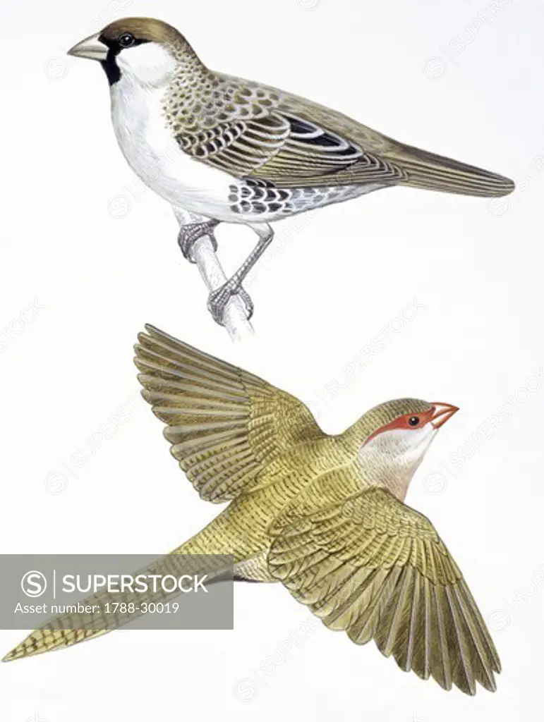 Zoology - Birds - Passeriformes - Social Weaver (Philetairus socius) and Common Waxbill (Estrilda astrild), illustration