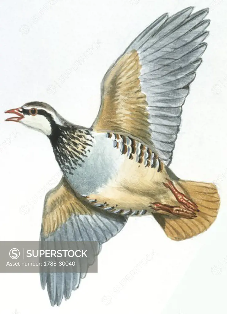 Zoology - Birds - Galliformes - Red-legged Partridge (Alectoris rufa), illustration