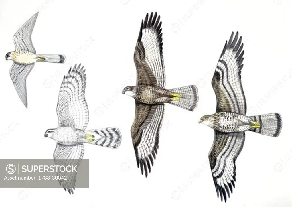 Birds: Common Kestrel (Falconiformes, Falco tinnunculus), Accipitridae, Goshawk (Accipiter gentilis), Common Buzzard (Buteo buteo) and Honey Buzzard (Pernis apivorus), illustration  Zoology: Ornithology