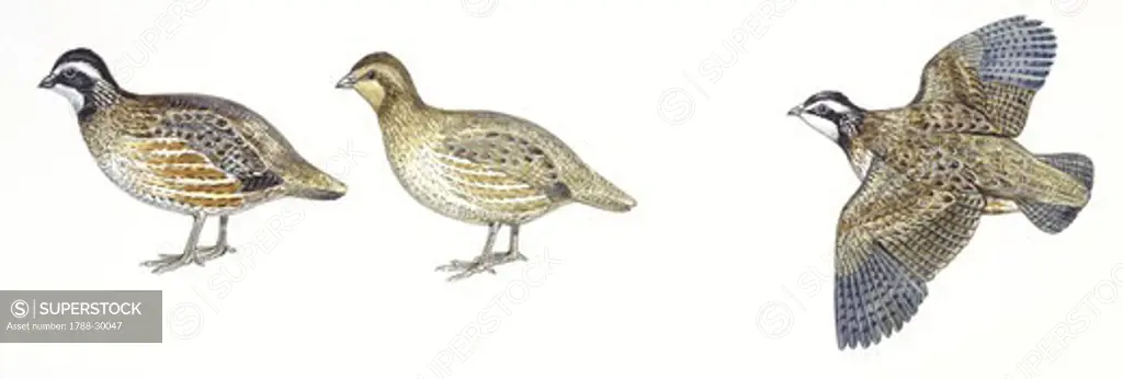 Zoology - Birds - Galliformes - Bobwhite Quail (Colinus virginianus), male and female, illustration