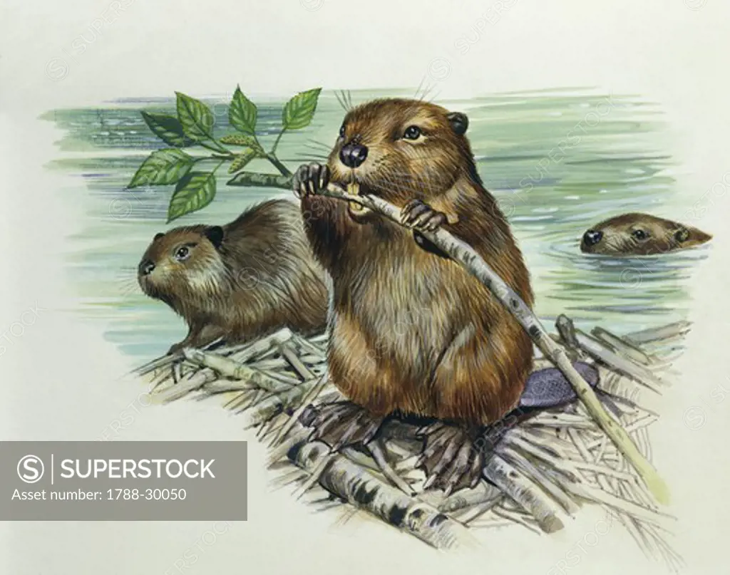Zoology - Rodents - European beavers (Castor fiber) on dam, illustration