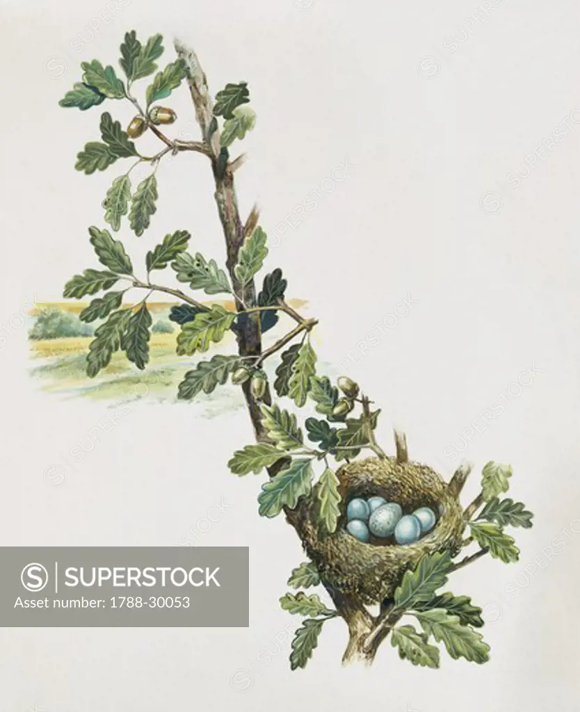 Zoology - Birds - Cuculiformes - Eggs of Common Cuckoo (Cuculus canorus), illustration