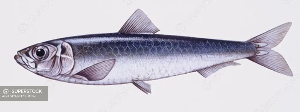 Zoology - Fishes - Perciformes - Moronidae - European seabass (Dicentrarchus labrax). Illustration.