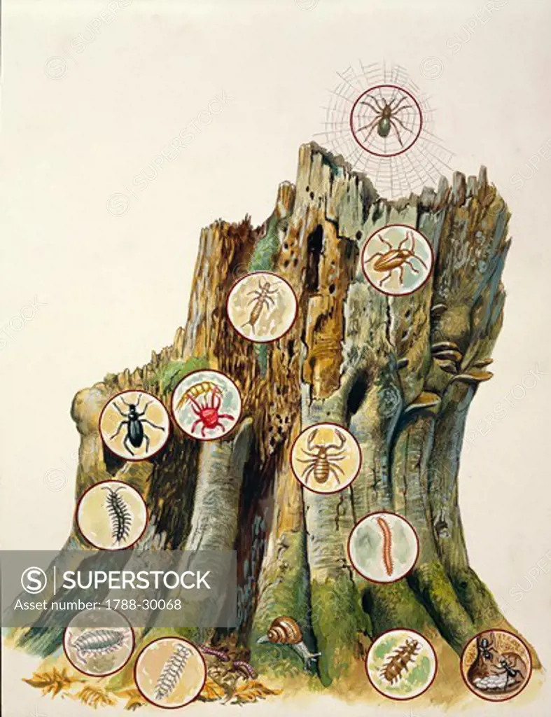Ecosystem - Tree trunk - Spider; Ectobius lividus; Dipluran; Acarine; Burying beetle; Pseudoscorpion; Centipede; Myriapod; Common pill-bug; Symphylan; Common earthworm; Snail; Pauropod; Ants. Illustration.