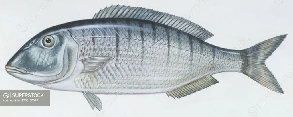 Fishes: Perciformes Sparidae - Striped seabream (Lithognathus mormyrus ), illustration  Biology: Zoology