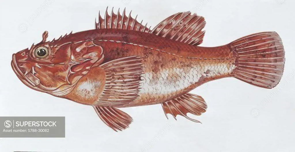 Largescaled scorpionfish (Scorpaena scrofa), illustration  Zoology, Fishes Scorpaeniformes