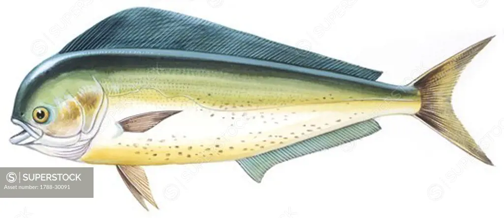 Fishes: Perciformes Coryphaenidae - Common dolphinfish (Coryphaena hippurus), illustration  Biology: Zoology