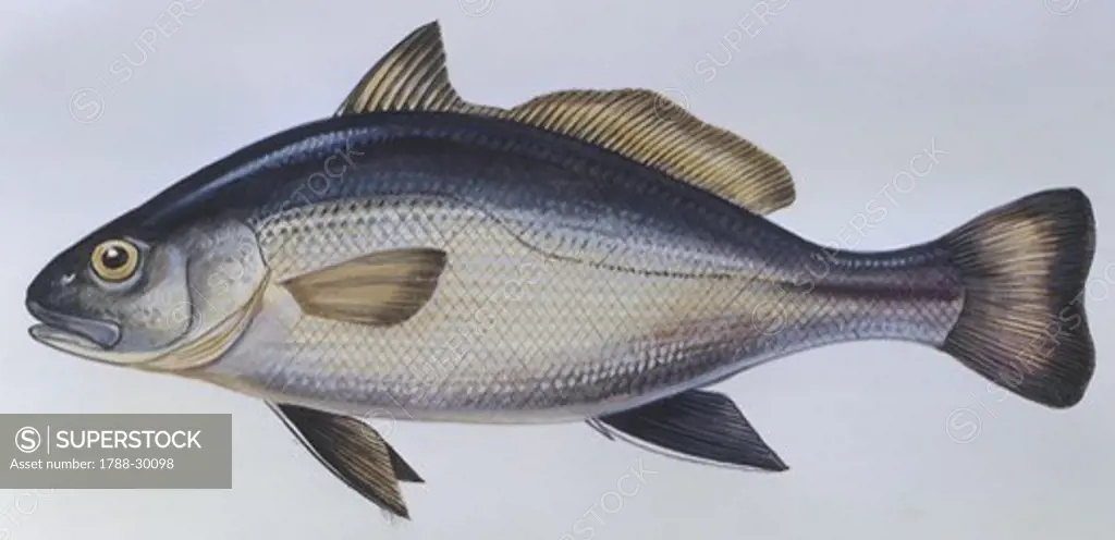 Fishes: Perciformes Sciaenidae - Shi drum (Umbrina cirrosa), illustration   Biology: Zoology