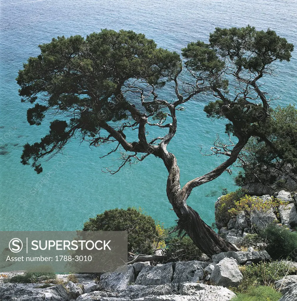 Italy - Sardinia Region - Gulf of Orosei and Gennargentu National Park -  Juniper tree (Juniperus Phoenicea)