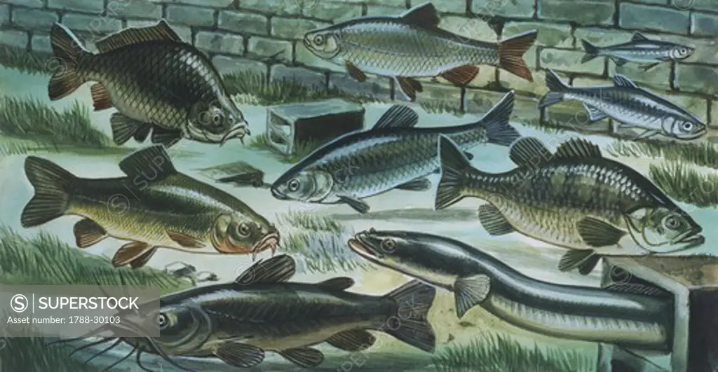 Freshwater fishes in river, illustration  Biology: Zoology