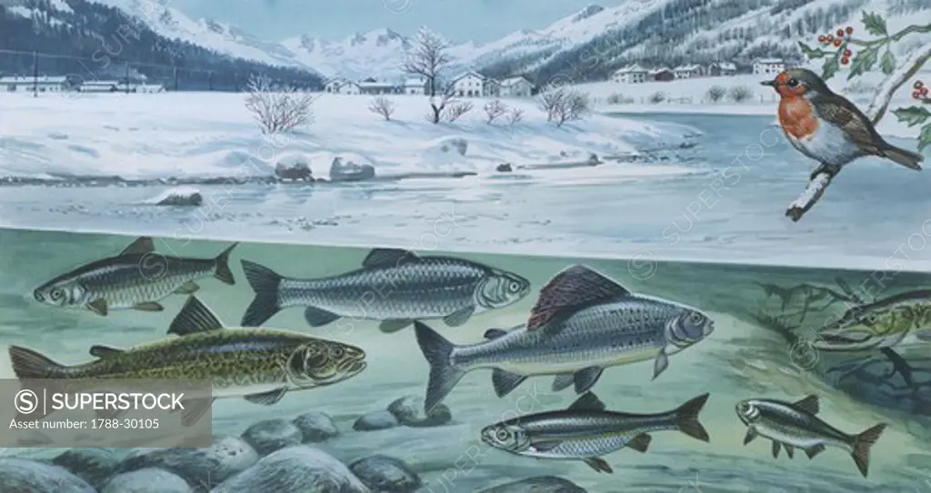 Freshwater Fishes: mountain river in winter, illustration  Biology: Zoology