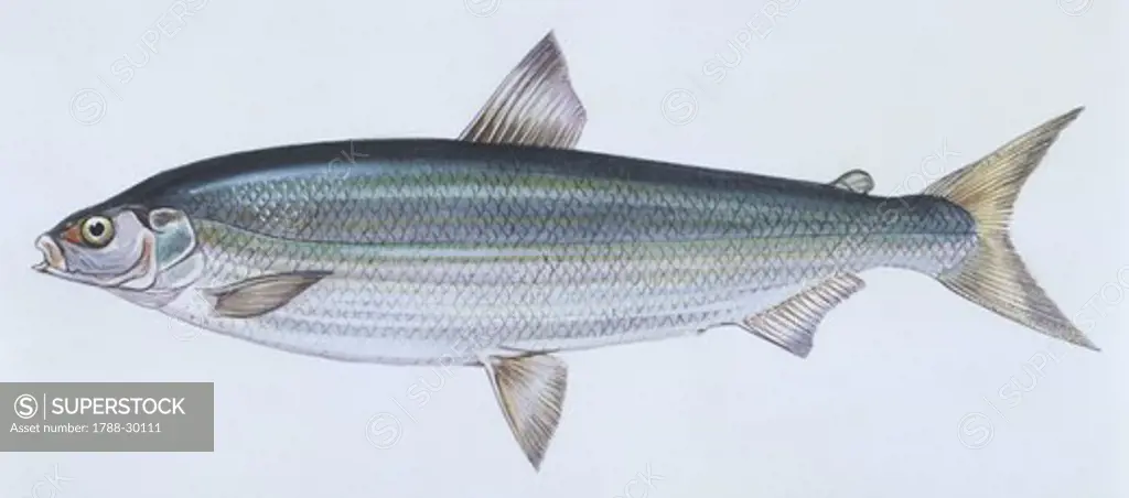Fishes: Salmoniformes Salmonidae - Lake whitefish (Coregonus clupeaformis), illustration  Biology: Zoology
