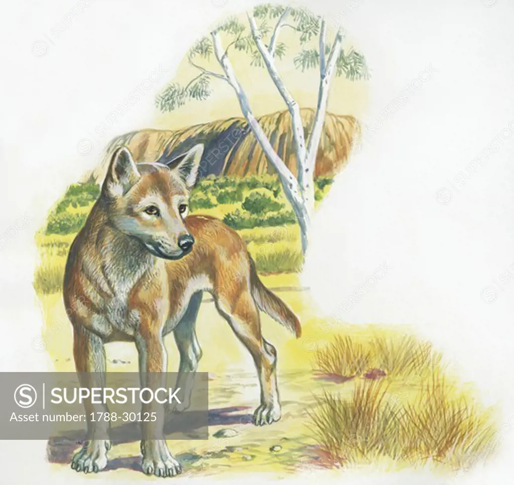 Dingo (Canis lupus dingo) in landscape, illustration  Zoology, Mammals Carnivora