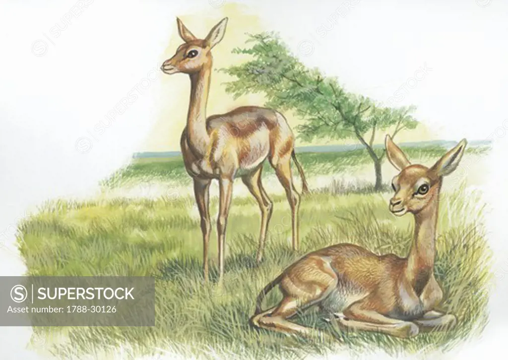 Gerenuks (Litocranius walleri) in grass, illustration  Zoology, Mammals Artiodactyla