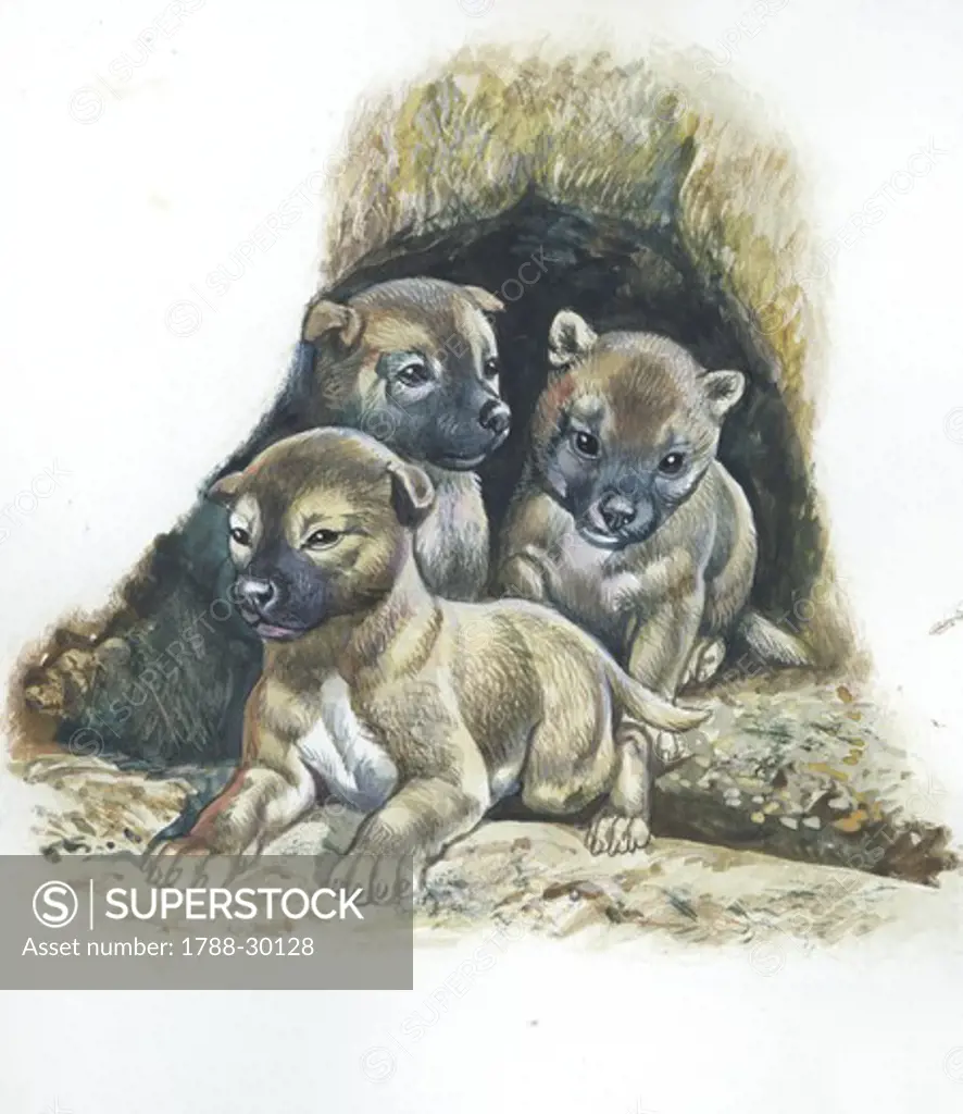 Zoology - Mammals - Wild animals - Cubs of Dingo (wild dogs). Drawing