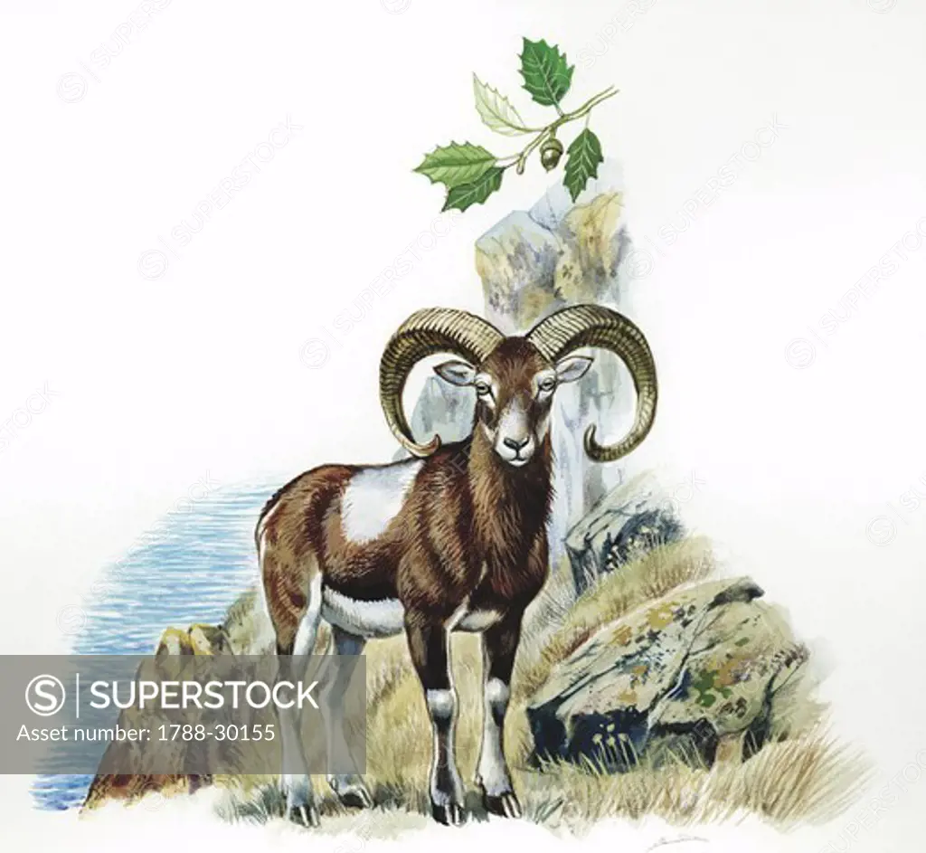 Mouflon (Ovis orientalis orientalis) on hillside, illustration  Zoology, Mammals Artiodactyla