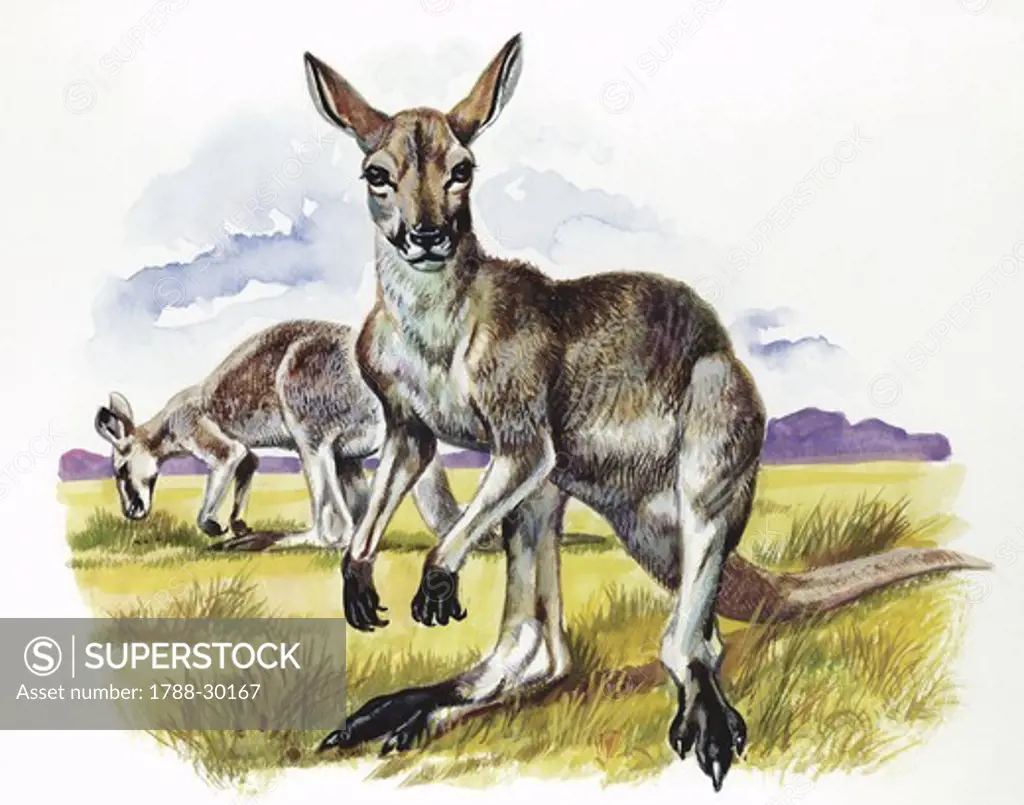 Eastern Grey Kangaroo (Macropus giganteus), illustration  Zoology, Mammals Diprotodontia