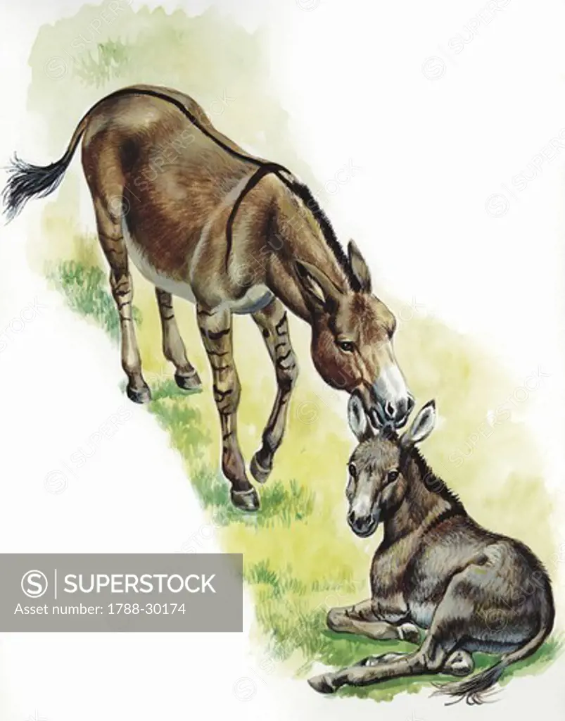 African Wild Ass (Equus africanus) with young, illustration  Zoology, Mammals Perissodactyla