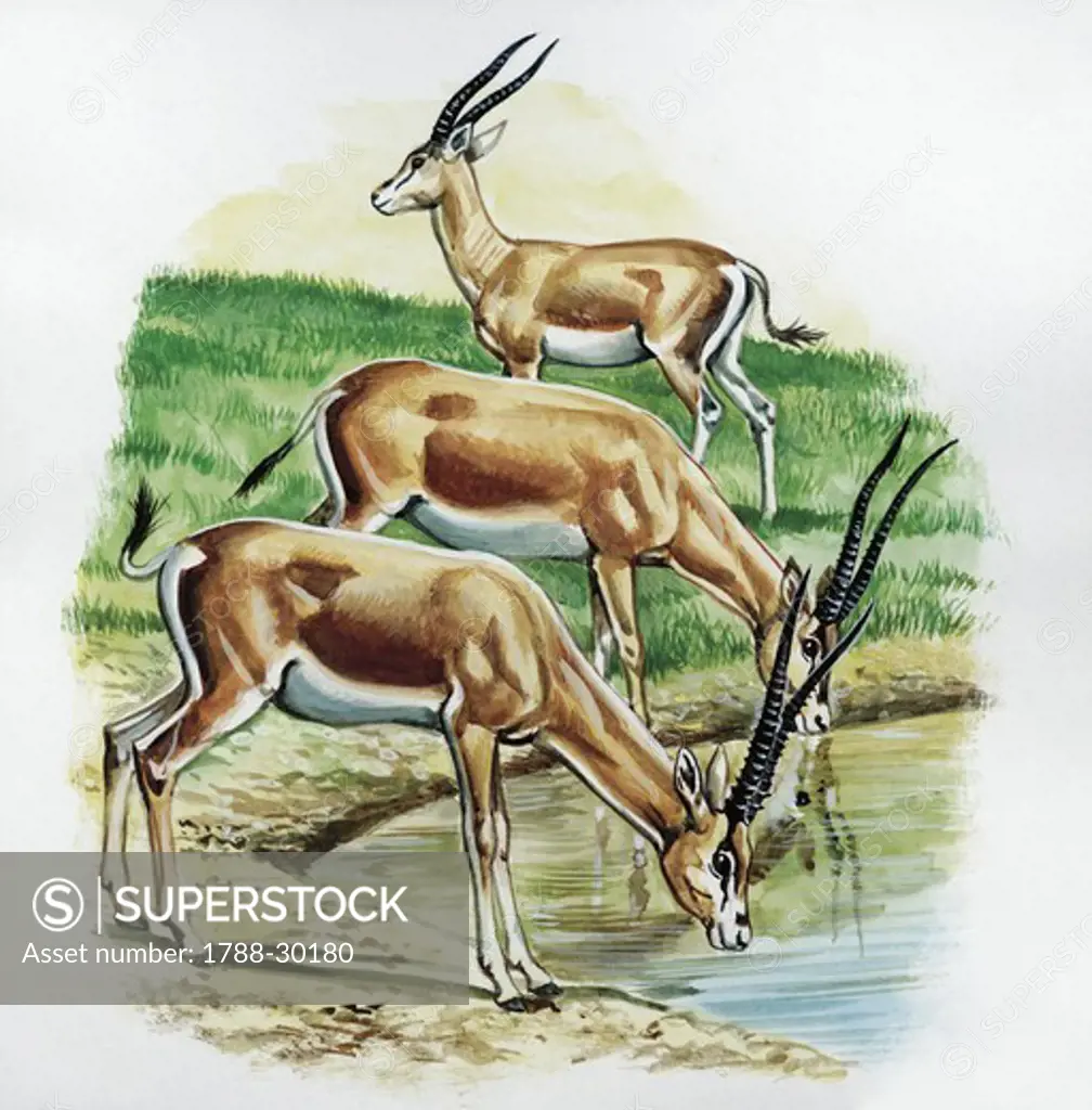 Grant's Gazelle (Nanger granti) drinking at watering hole, illustration  Zoology, Mammals Artiodactyla