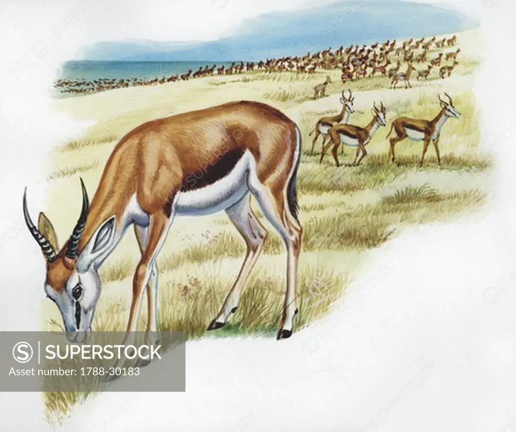 Herd of Gerenuks (Litocranius walleri) in landscape, illustration  Zoology, Mammals Artiodactyla