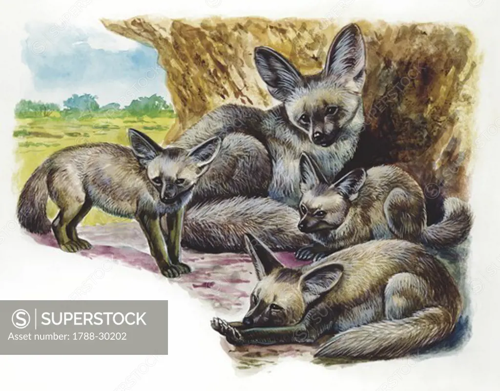 Bat-eared Fox (Otocyon megalotis) with young, illustration  Zoology, Mammals Carnivora