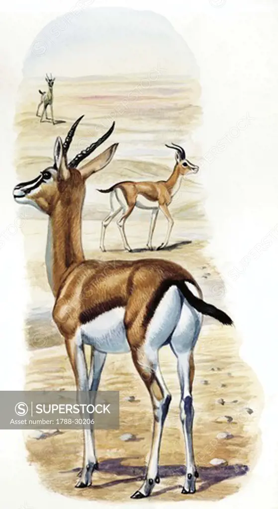 Dorcas Gazelle (Gazella dorcas), illustration  Zoology, Mammals Artiodactyla
