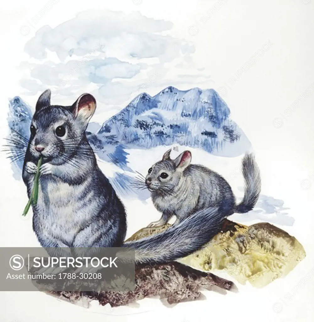 Long-tailed chinchilla (Chinchilla lanigera) in mountains, illustration  Zoology, Mammalia Rodents