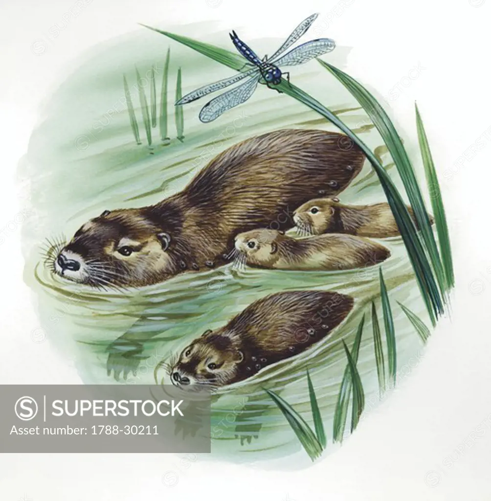 European Beaver (Castor fiber) swimming with young, illustration  Zoology, Mammals Rodents