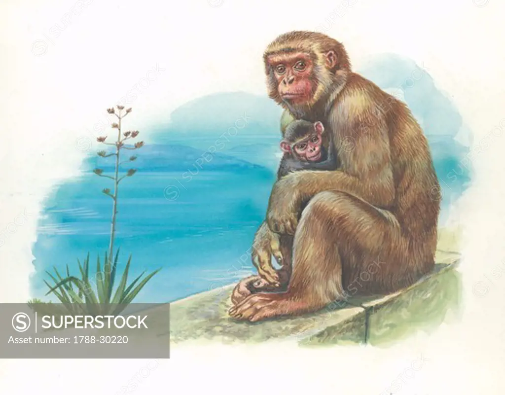 Barbary Macaque (Macaca sylvanus) with a young, illustration.