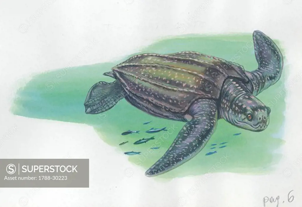 leatherback sea turtle (Dermochelys coriacea), illustration.