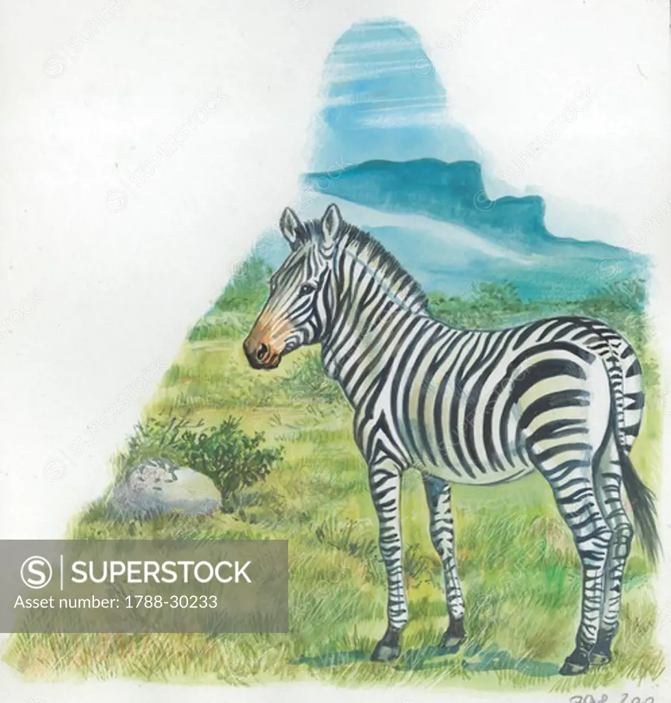 Mountain Zebra (Equus zebra), illustration.