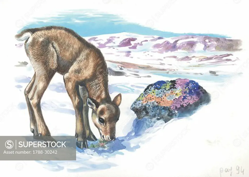 Young reindeer (Rangifer tarandus), illustration.