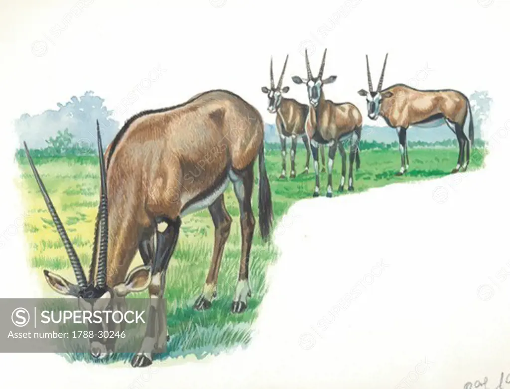 Gemsbok (Oryx gazella), illustration.