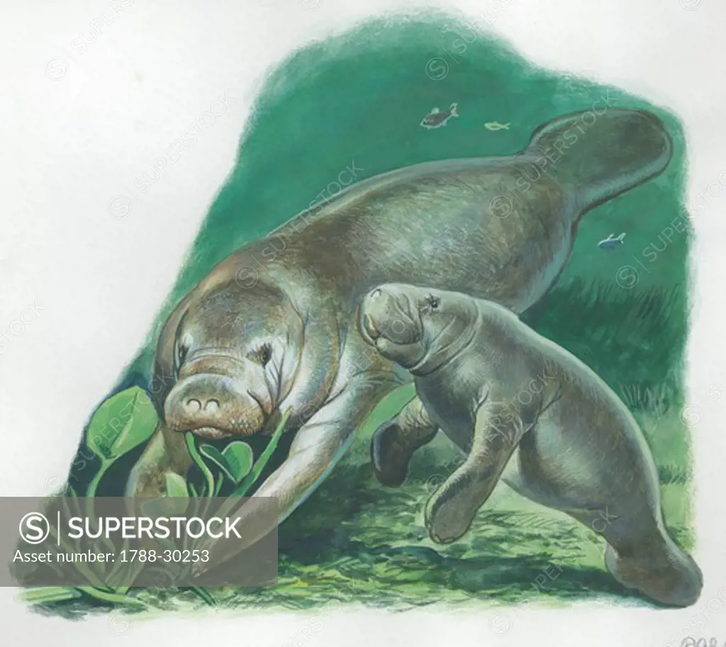 West Indian Manatee (Trichechus manatus) with young, illustration.
