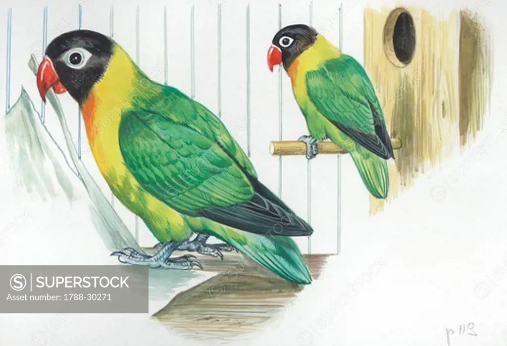 Yellow-collared Lovebirds (Agapornis personatus), illustration.