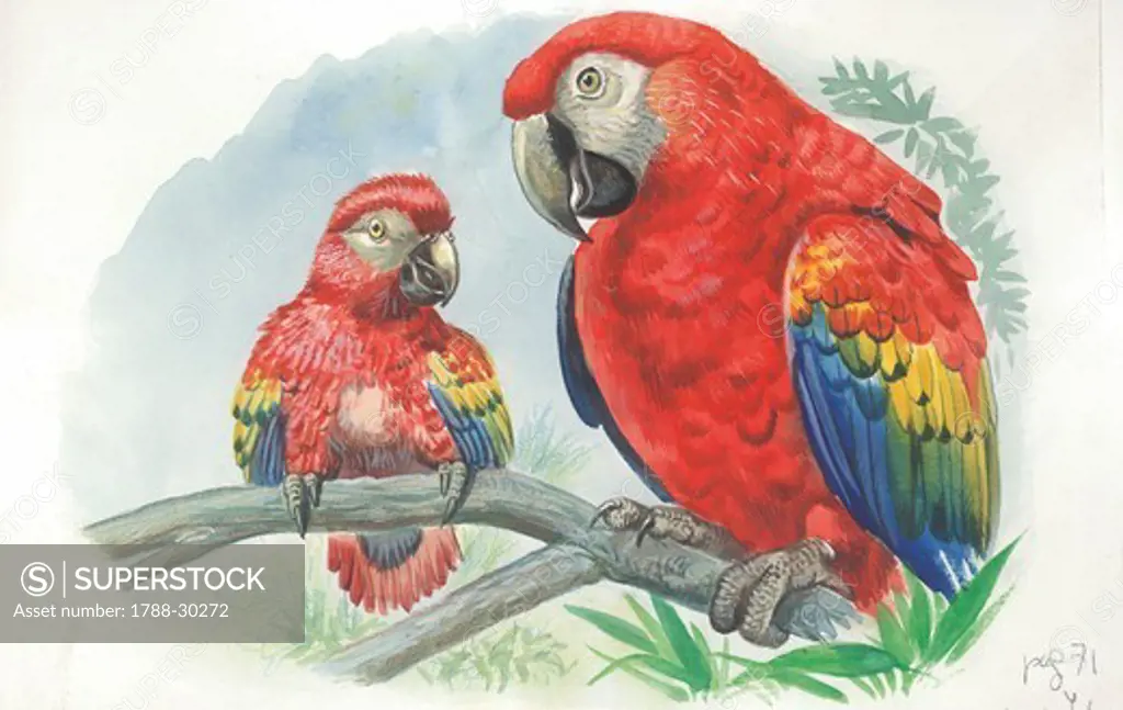 Scarlet Macaw (Ara macao) with chick, illustration.