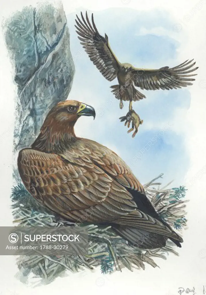 Couple of Golden Eagles (Aquila chrysaetos) the female warms the eggs while the male brings her a hare, illustration.