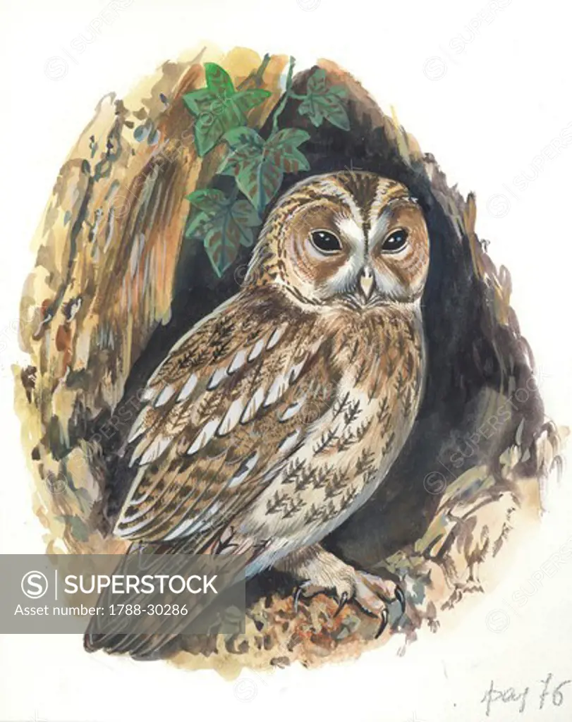 Tawny Owl (Strix aluco), illustration.
