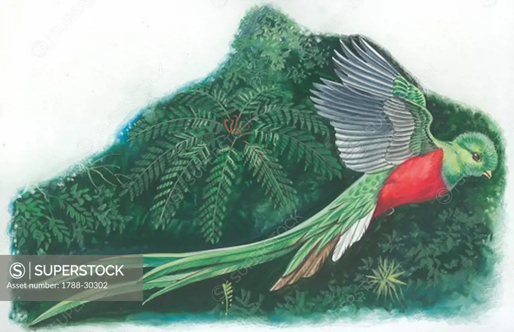 Resplendent Quetzal (Pharomachrus mocinno), illustration.