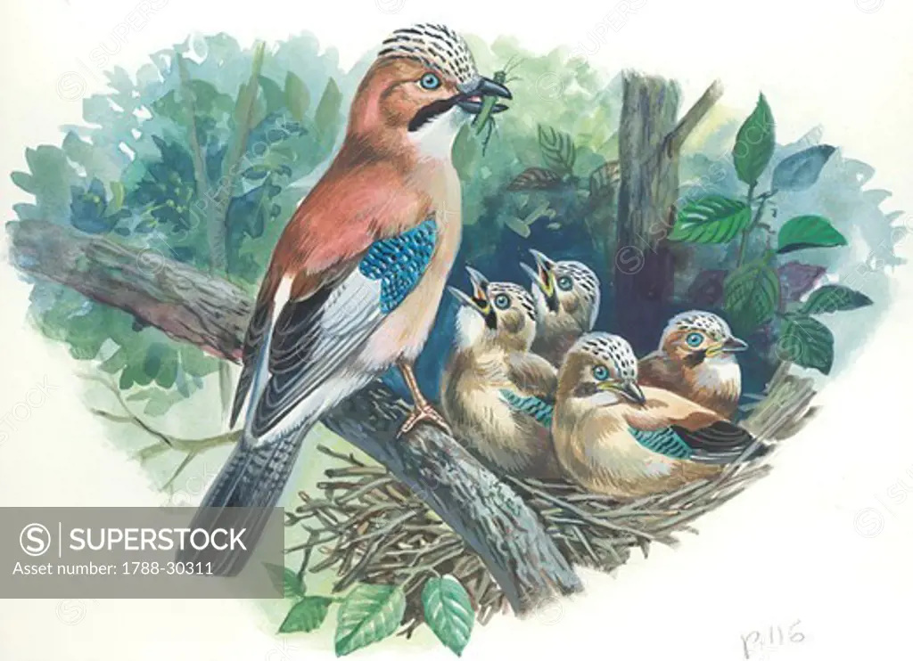 Eurasian Jay (Garrulus glandarius) while bringing food to young in the nest, illustration.