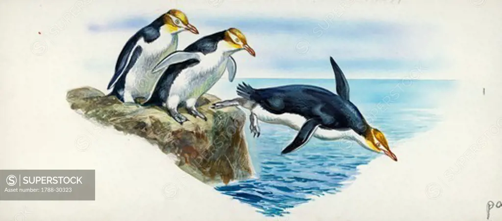 Yellow-eyed Penguins (Megadyptes antipodes), illustration.