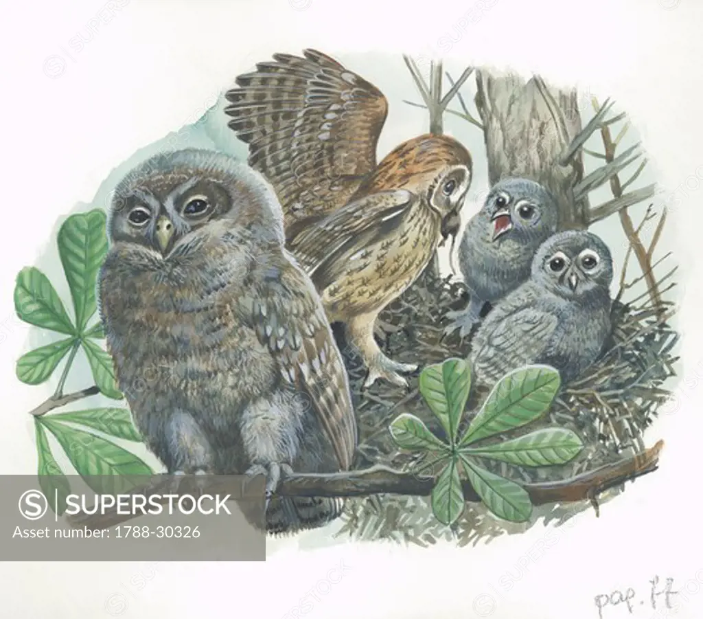 Tawny Owl (Strix aluco) with chicks in nest, illustration  Zoology, Birds