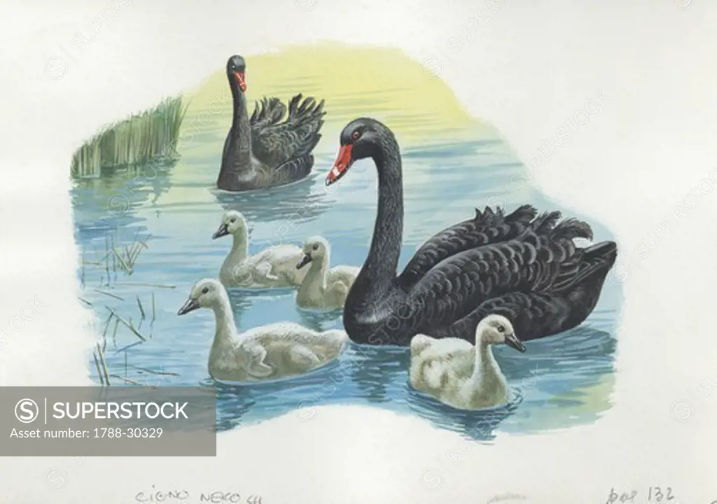 Black Swans (Cygnus atratus) with chicks, illustration  Zoology, Birds