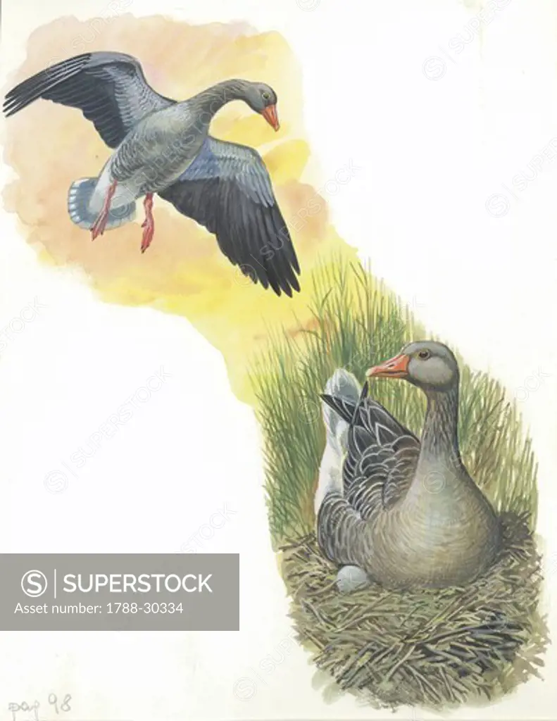 Greylag Geese (Anser anser), female lying eggs, illustration  Zoology, Birds