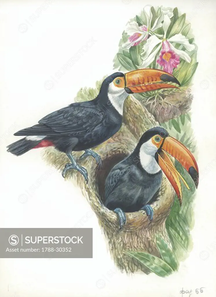 Toucans in nest, illustration  Zoology, Birds Ramphastidae