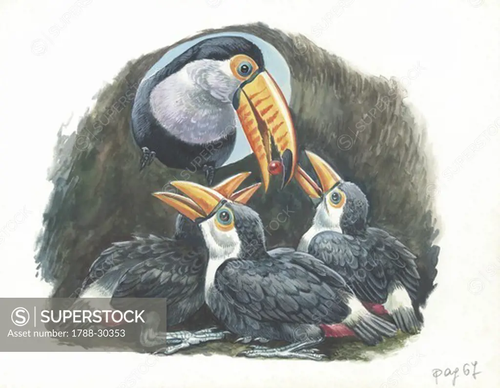 Toucan feeding chicks in nest, illustration  Zoology, Birds