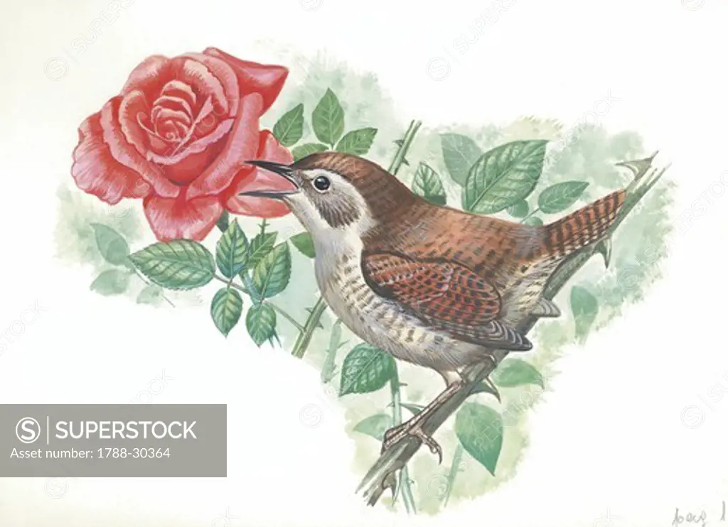 Winter Wren (Troglodytes troglodytes) sitting on Wild Rose, illustration  Zoology, Birds