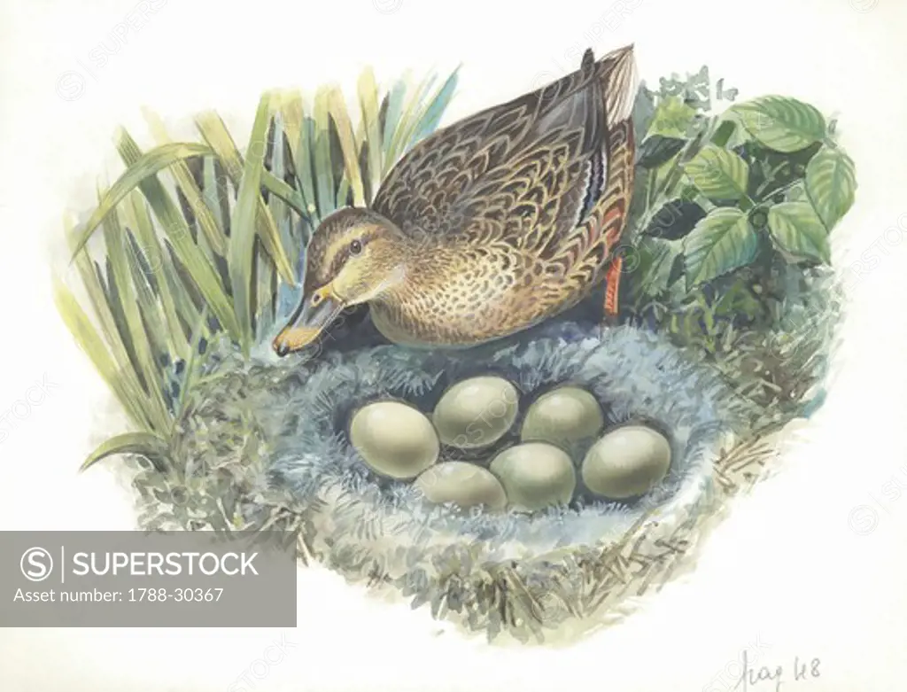 Mallard (Anas platyrhynchos) on nest with eggs, illustration  Zoology, Birds