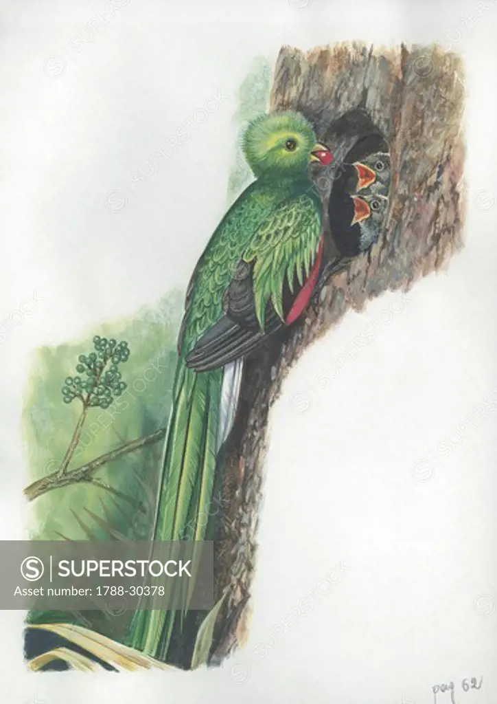 Resplendent Quetzal (Pharomachrus mocinno) feeding chicks in nest, illustration  Zoology, Birds