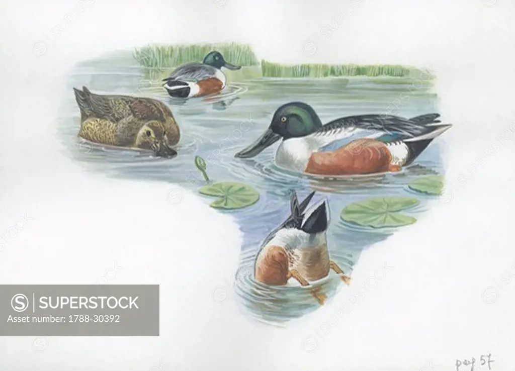 Northern Shoveler (Anas clypeata) swimming, illustration  Zoology, Birds